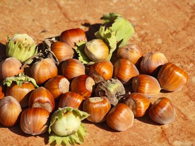 Hazelnuts from the Piedmont region