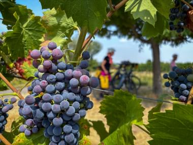 Nahaufnahme von dunkellila Weintrauben am Rebstock mit grünen Blättern. Radfahrer sind im unscharfen Hintergrund des Weinbergs sichtbar.