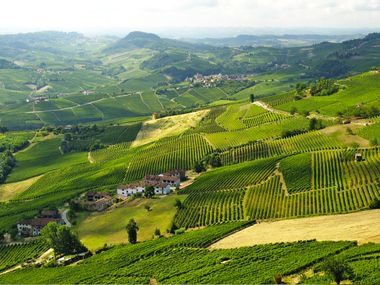 Weinberge in der Region Lange Monferrato Roero