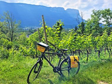 Eurobike-Rad zwischen Weinreben