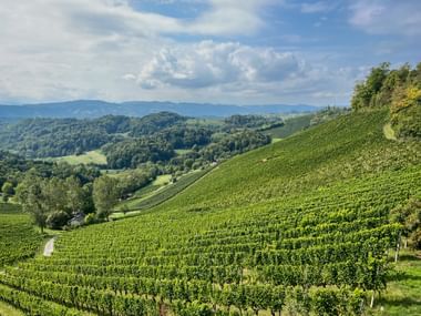Rolling vineyard hills in Gamlitz, South Styria, with rows of grapevines on steep slopes. Forested hills and mountains under blue sky.