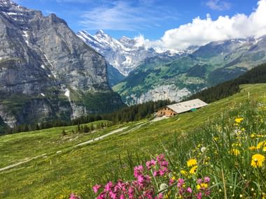 Bunte Wildblumen auf einer grünen Almwiese mit traditionellem Schweizer Chalet und schneebedeckten Gipfeln im Berner Oberland, Schweiz.