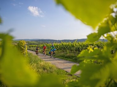 Drei Radfahrer fahren durch Weinberge in der Pfalz. Blick durch Weinblätter zeigt Weg zwischen Weinreben mit Hügeln im Hintergrund.