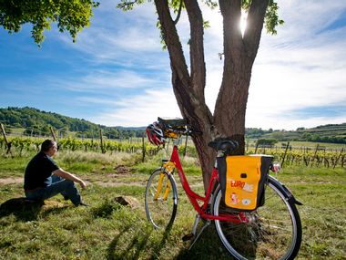 Radler genießt Pause in den Weinreben