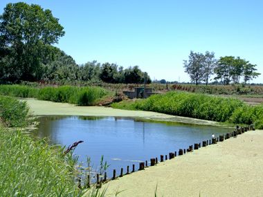 Bosco Mesola Canal