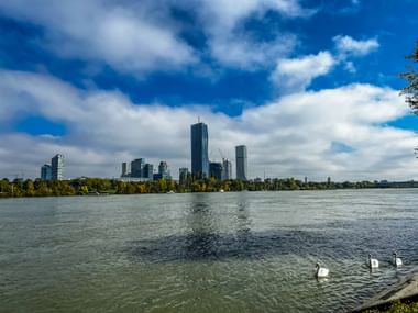 Swans on the Danube