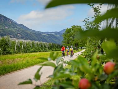 Three cyclists riding through apple orchards on Etsch bike path in South Tyrol, with mountains in background and ripe apples in foreground.