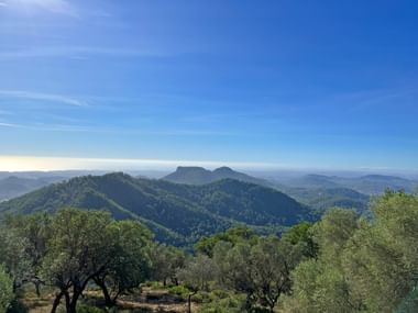 Panoramablick auf grüne bewaldete Hügel und Berge unter blauem Himmel auf Mallorca. Olivenbäume rahmen den Vordergrund der Landschaft.