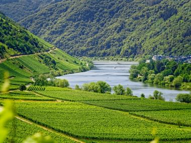 The Moselle River flows through a valley with terraced vineyards on steep hillsides. Forested mountains rise in the background.