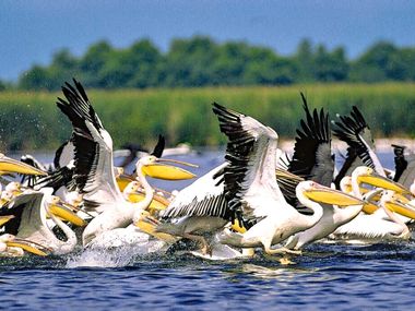 Pelicans