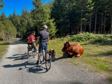 Two cyclists with touring bikes stop on a gravel path to observe a brown cow resting beside the road. Dense forest and blue sky in background.