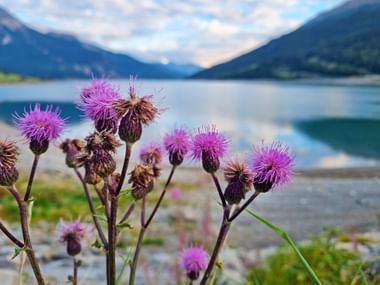 Blumen am Haidersee