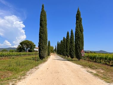 Gravel road lined with tall cypress trees leading through Tuscan vineyards under blue sky near Castiglioncello and Marina di Castagneto.
