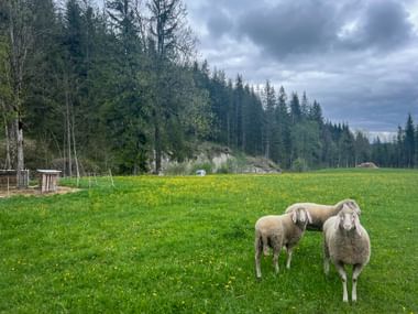 Three sheep standing in a green meadow with yellow wildflowers near Klais. Dense forest and mountains visible in background under cloudy sky.
