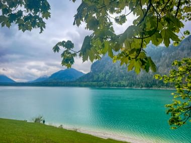 Turquoise Sylvensteinsee framed by green maple leaves, with forested mountains in the background and a grassy shore in the foreground.