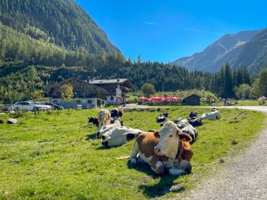 Cows resting on green meadow near Gasthof Siggen in Obersulzbachtal. Alpine guesthouse with red umbrellas and forested mountains under blue sky.