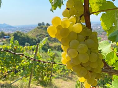 Traube reifer grüner Weintrauben hängt an Weinstock mit Blättern in toskanischem Weinberg. Hügelige Landschaft im Hintergrund sichtbar.