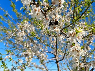 Almond blossom