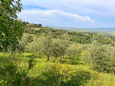 Olive trees on a green hillside in Tuscany with rolling hills and a distant village under a blue sky with white clouds.