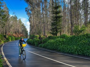 Cyclist with panniers on curved road through eucalyptus forest in Madeira. Dense green vegetation lines the roadside under blue sky.
