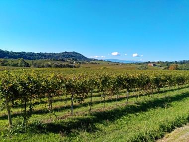Weingärten nahe Susegana in Venetien