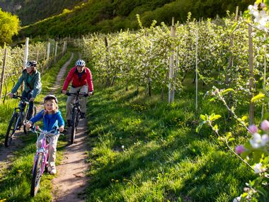 Die Familie radelt durch die Obstplantagen