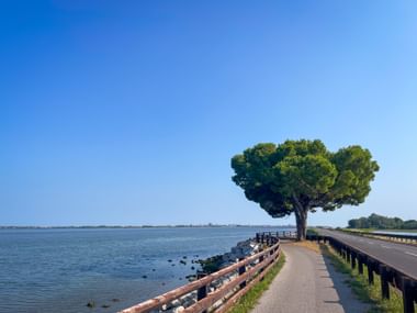 Large solitary tree beside cycling path along coastal lagoon in Grado. Clear blue sky and calm water with distant shoreline visible.