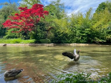 Goose spreading wings in pond at Munich's English Garden. Red-leaved tree and green vegetation line the shore under blue sky.