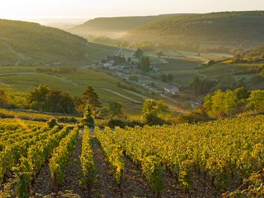 Genussradtour in der Weinregion Burgund