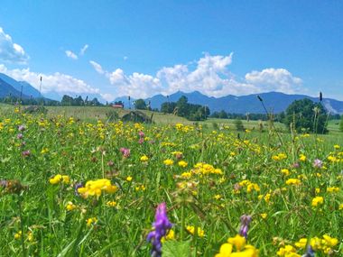 Blumenwiese im Alpenvorland