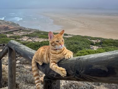 Orangefarbene getigerte Katze ruht auf einem Holzzaungeländer mit Blick auf den Strand von Carrapateira, Meereswellen und grüner Vegetation.
