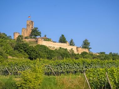 Wachtenburg Castle on the German Wine Route with vines in the foreground