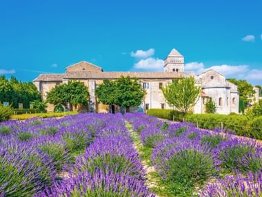 Reihen von blühendem lila Lavendel im Vordergrund mit einer historischen Steinkirche und Glockenturm hinter grünen Bäumen unter blauem Himmel in der Provence.
