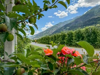 Roses and apple trees along the cycle path in Vinschgau