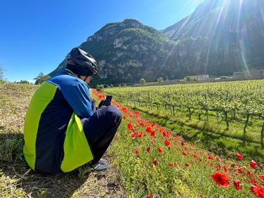 Cyclist photographs poppies