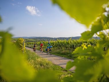 Three cyclists riding on a paved path through green vineyards in the Palatinate wine region, framed by grape leaves, with hills in background.