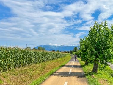 Radfahrer auf asphaltiertem Weg zwischen Maisfeldern und Bäumen bei Udine, Friaul. Berge in der Ferne unter blauem Himmel mit weißen Wolken.
