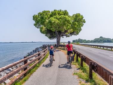 Two cyclists on a causeway bike path near Grado with water on both sides. A large pine tree provides shade on the sunny path.