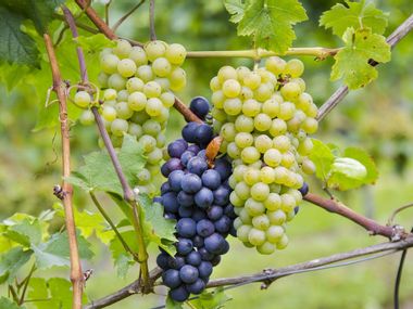 Weinanbau in der Pfalz