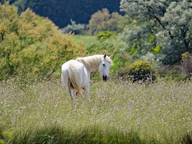 Landschaft mit Pferd