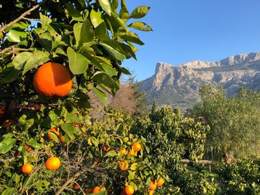 Orangenbäume vor dem Tramuntana-Gebirge