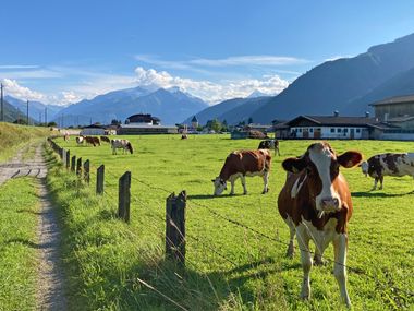 Pinzgauer cows