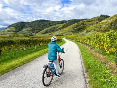 Cyclist rides through vineyards