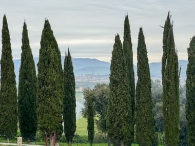 Zypressen mit Blick auf Arezzo