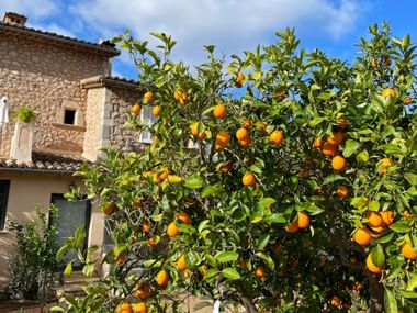 Orangenbaum voller reifer Früchte vor einem traditionellen Steinhaus mit Terrakotta-Dachziegeln unter blauem Himmel auf Mallorca.