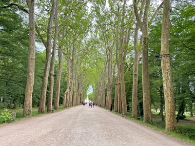 Impressive avenue in front of Château de Chenonceau