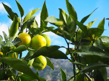 Citrus fruits in Fornalutx