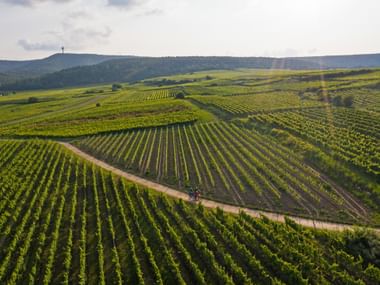 Radfahrer auf einem Feldweg durch grüne Weinbergreihen in der Pfalz. Sanfte Hügel und ein Turm auf entferntem Hügel bei weichem Sonnenlicht.