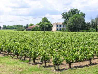 Bordeaux Weinanbau