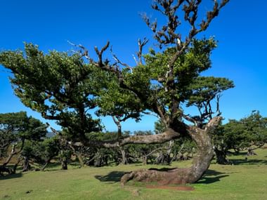Laurel tree in the Fanal Forest near Porto Moniz